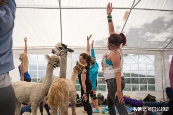 羊駝可以治療焦慮症？英國各地的動物解壓法真的可行