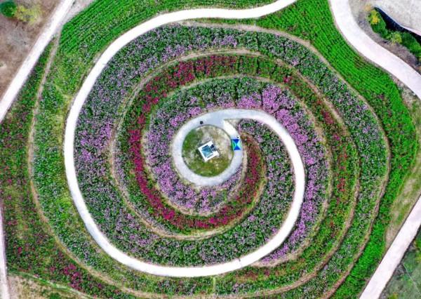 花語世界門票不限量免費送!金秋國潮花海強勢來襲!五大方式免門票! 花語世界門票不限量免費送!金秋國潮花海強勢來襲!五大方式免門票!