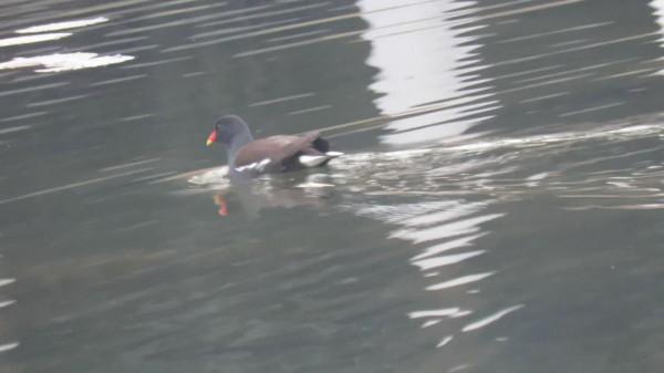 內沙湖的野生動物“黑水雞”