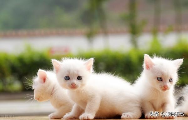 小貓咪長反了是什麼意思,反了的貓咪是純種貓嗎 小貓咪長反了是什麼意思,反了的貓咪是純種貓嗎