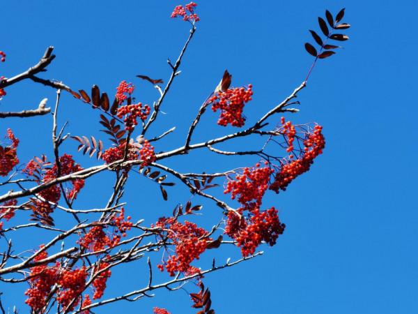 喇叭溝門——秋季賞楓賞白樺 喇叭溝門——秋季賞楓賞白樺