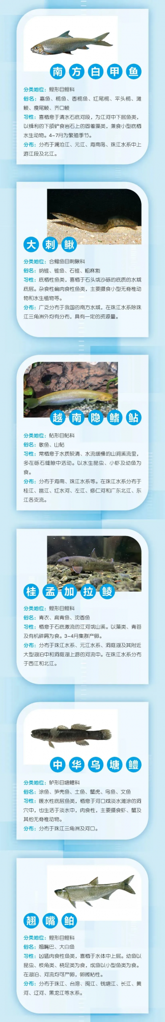 水產種業大閱兵即將開幕！這38個廣東重點魚類種質資源保護品種將亮相↘