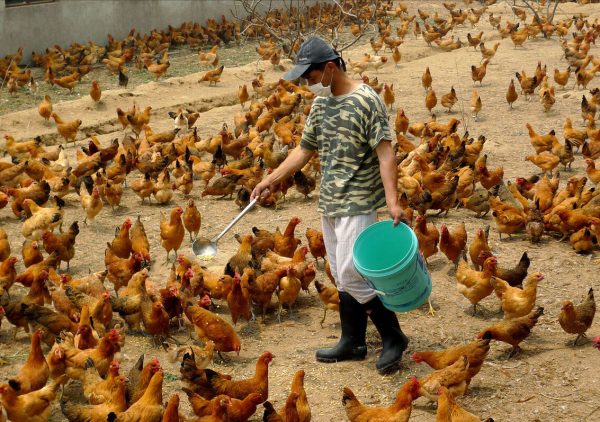 在農村為什麼大家都不敢買閹雞？卻請人閹雞