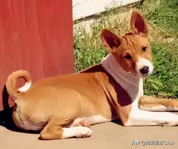 百科 | 巴辛吉，犬界歌唱家