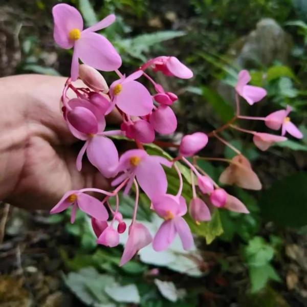 這4種花，秋天開的正旺，再冷也不怕