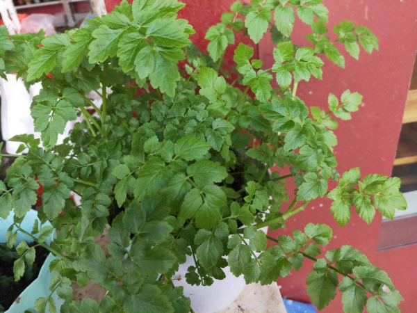 5個菜根頭別扔，插土裡就能活，一個月就能長成小菜園