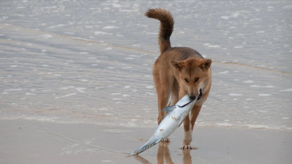 “村口大黃”到澳變身頂級殺手,吃袋鼠偷綿羊讓人頭疼,憑什麼? “村口大黃”到澳變身頂級殺手,吃袋鼠偷綿羊讓人頭疼,憑什麼?