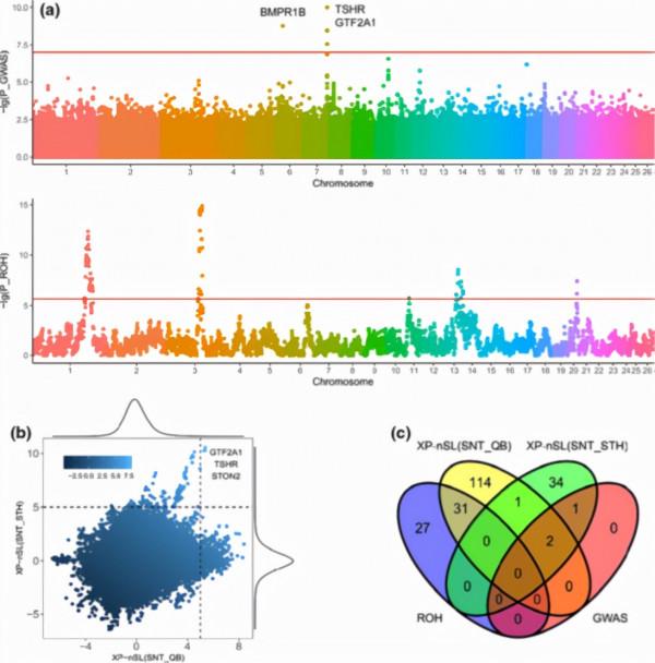 研究發現影響綿羊產羔數關鍵基因和變異 研究發現影響綿羊產羔數關鍵基因和變異