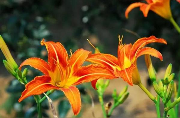 古人的浪漫:那些絕美的中藥名 古人的浪漫:那些絕美的中藥名