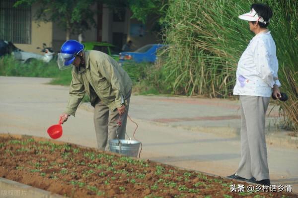 家裡留下來的種菜方法，啥化肥也不用施，蔬菜高產還好吃