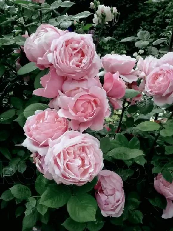 月季品種裡，據有牡丹月季之稱的6個品種，爭奇鬥豔，美不勝收