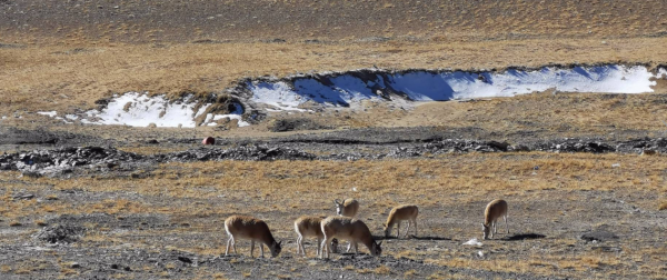 青海可可西里自然保護區