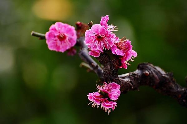 散文|葉 梅:江南梅花三品 散文|葉 梅:江南梅花三品