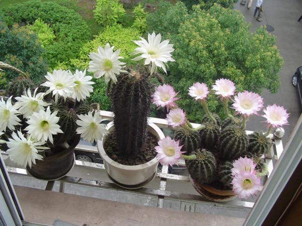 11種花得窮養,用小盆,少澆水,反而更精神 11種花得窮養,用小盆,少澆水,反而更精神