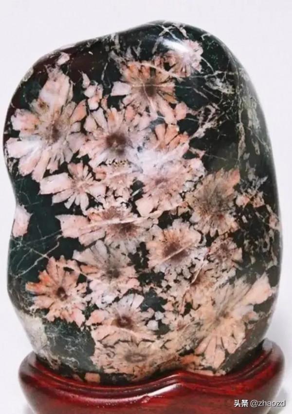 奇石盛開的花朵鑑賞