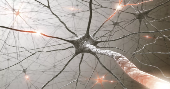 12個動物器官系統 12個動物器官系統
