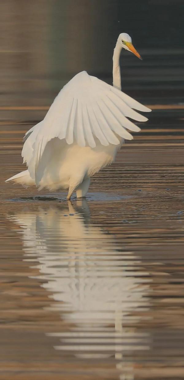 蹲守山西汾河拍國保候鳥(1) 蹲守山西汾河拍國保候鳥(1)