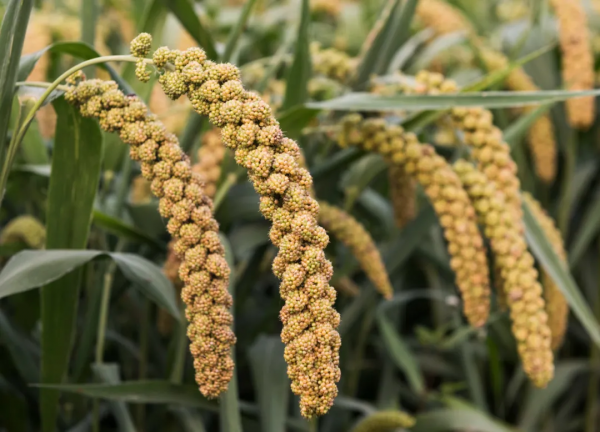 常吃小米的你,真的瞭解它嗎? 常吃小米的你,真的瞭解它嗎?