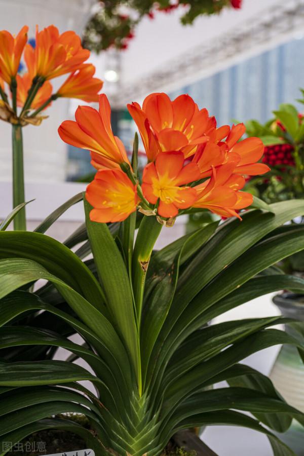 6種能養人的花，越養越有“好運氣”，建議養一盆