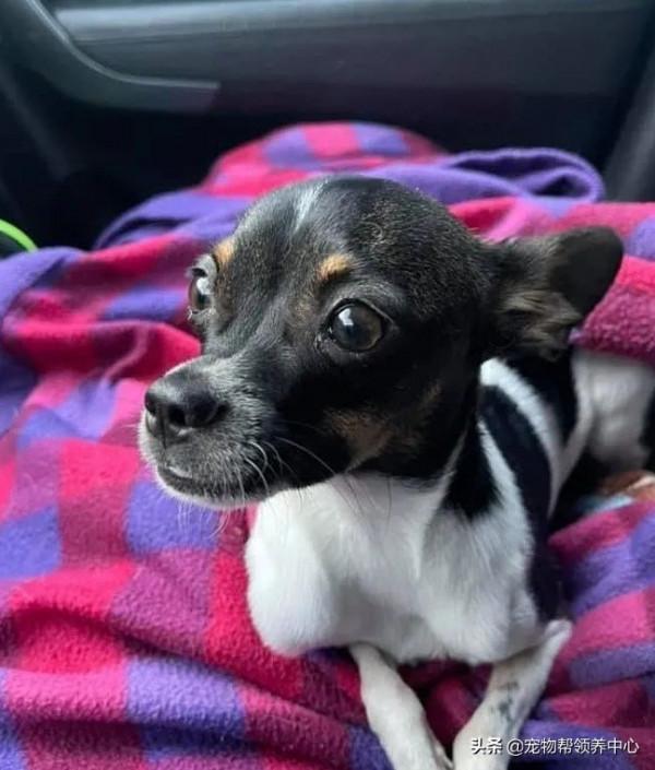 罕見畸形狗狗，許多獸醫沒把握，直到遇見他們，竟真有奇蹟