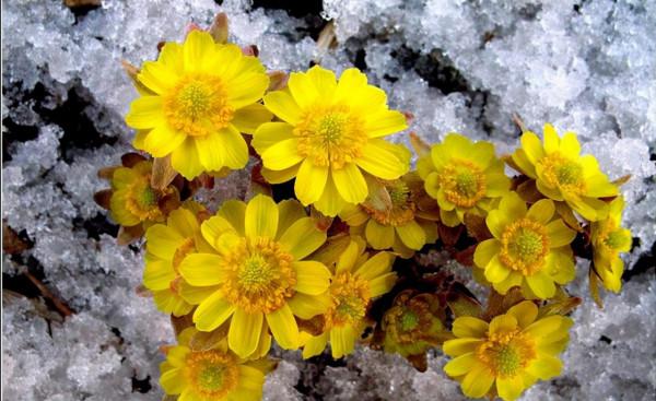 越漂亮的花越“有毒”！快來認識這12種大毒花，漲“知識”不吃虧