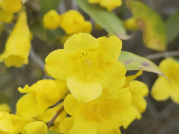花香如香水，花期大半年，唯一能在冬天室外開的茉莉，你見過嗎？