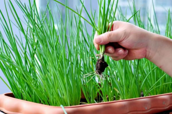 在陽臺種9種蔬菜，長得快，產量高，吃完一茬很快又長一茬
