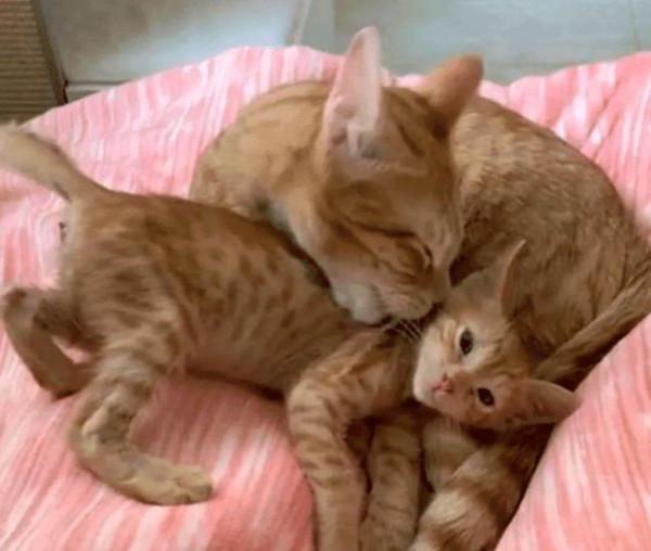 小橘貓見到“後媽”很激動，它緊抱住不願放手，重溫媽媽的溫暖