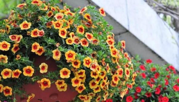 花壇皇后矮牽牛，五彩斑斕飲露秋