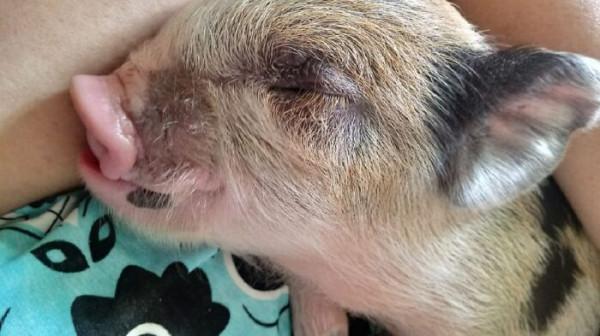 巴西女子買了只“迷你豬”,三年後成500斤大花豬 巴西女子買了只“迷你豬”,三年後成500斤大花豬