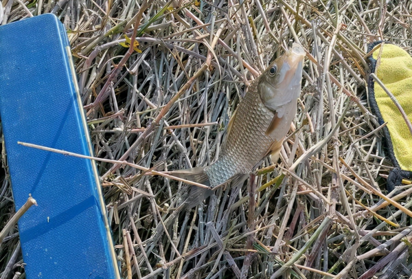長竿短線釣野河，鯽魚一條接一條