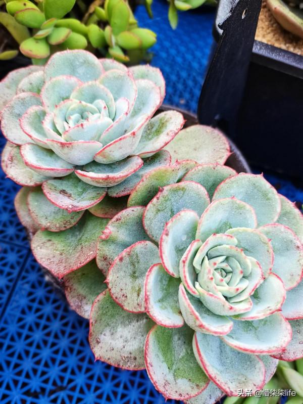 你會在肉肉正流行且價格不菲的時候入手嗎？