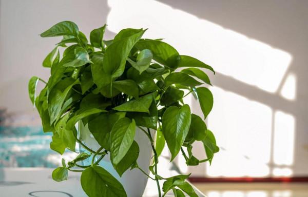 適合新手養的5種花,讓你少走彎路,花開多姿又美豔,別猶豫了 適合新手養的5種花,讓你少走彎路,花開多姿又美豔,別猶豫了