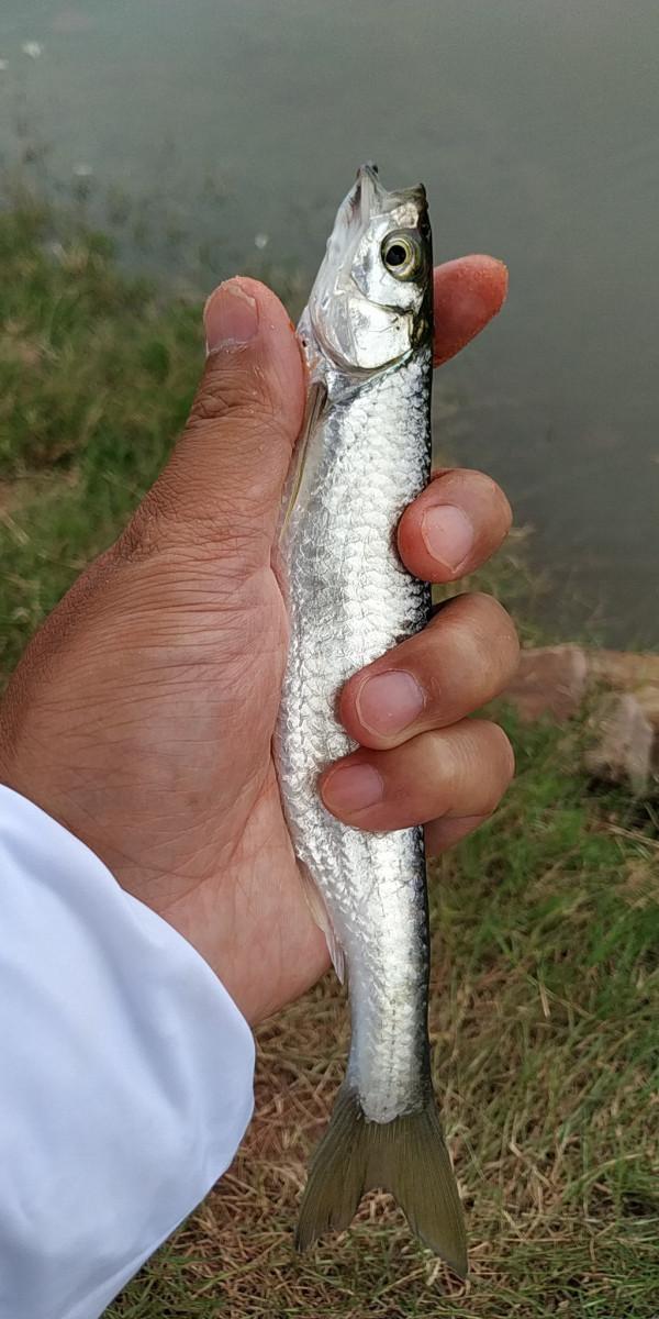 這才是釣魚人的快樂!1斤多的黃金鯽,連了18竿…… 這才是釣魚人的快樂!1斤多的黃金鯽,連了18竿……