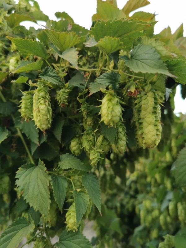 秋天一到，花牆變空牆，這5種爬藤花，秋天種不要太合適