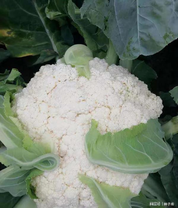 哪幾種食物最有營養？一共有九種｜養生篇