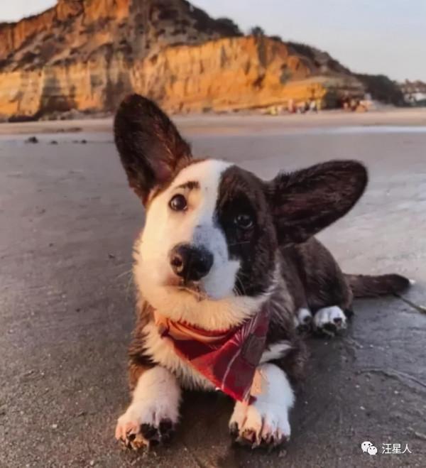 “有眉毛”的狗竟然這麼有魅力