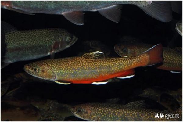 紐約州州魚國內傳是太陽魚，老外還說不是紅點鮭，到底怎麼回事？