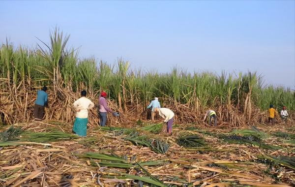 印度女人有多慘?為了每天17塊錢,就放棄做女人的權利 印度女人有多慘?為了每天17塊錢,就放棄做女人的權利