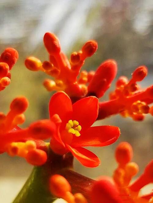 佛肚海棠,株形奇特,一年四季花開不斷,是室內盆栽的佳品 佛肚海棠,株形奇特,一年四季花開不斷,是室內盆栽的佳品