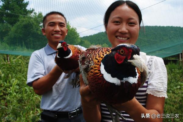 農村養豬三年，還不如養動物人參一年，月入2萬，為啥能掙錢？