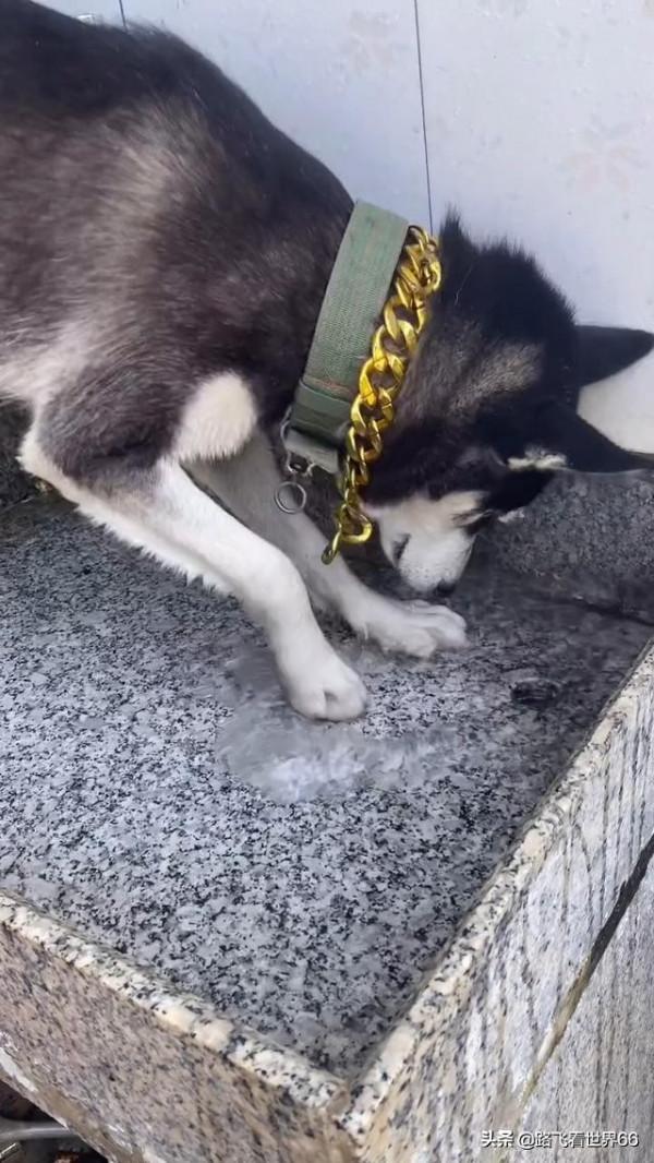 哈士奇抓老鼠,用了一個最笨的辦法 哈士奇抓老鼠,用了一個最笨的辦法