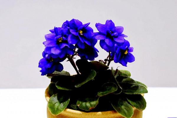 非洲紫羅蘭～永恆的愛