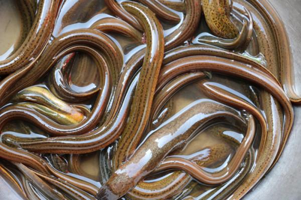 古代故事:丈夫要吃鱔魚 妻子深夜捕撈 一道菜引發人命 官員:它有毒 古代故事:丈夫要吃鱔魚 妻子深夜捕撈 一道菜引發人命 官員:它有毒