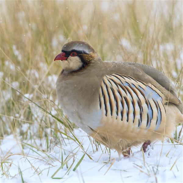 六盤山發現野生石雞，縮著脖子圓得像球，遇到天敵為何往山上跑？