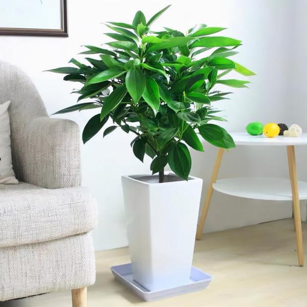 名字“好聽”的五種花，適合室內養，好養又大氣，越養越舒心