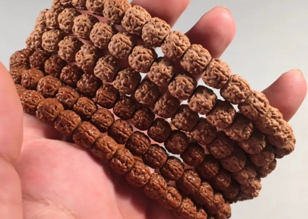 小金剛菩提的一代龍何在? 小金剛菩提的一代龍何在?