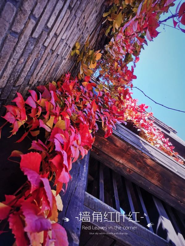 這裡的深秋，有色，有味……