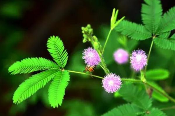 養高質量含羞草，園林師說做好“5項措施”，2個月開滿盆的小粉花