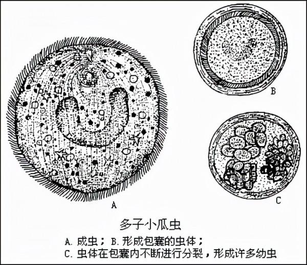 已經2.4萬歲，北極輪蟲重新整理生命上限，解凍後甚至還能自我克隆
